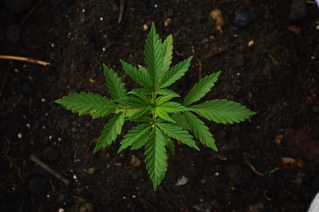 Legalizing Marijuana Comes With Risks