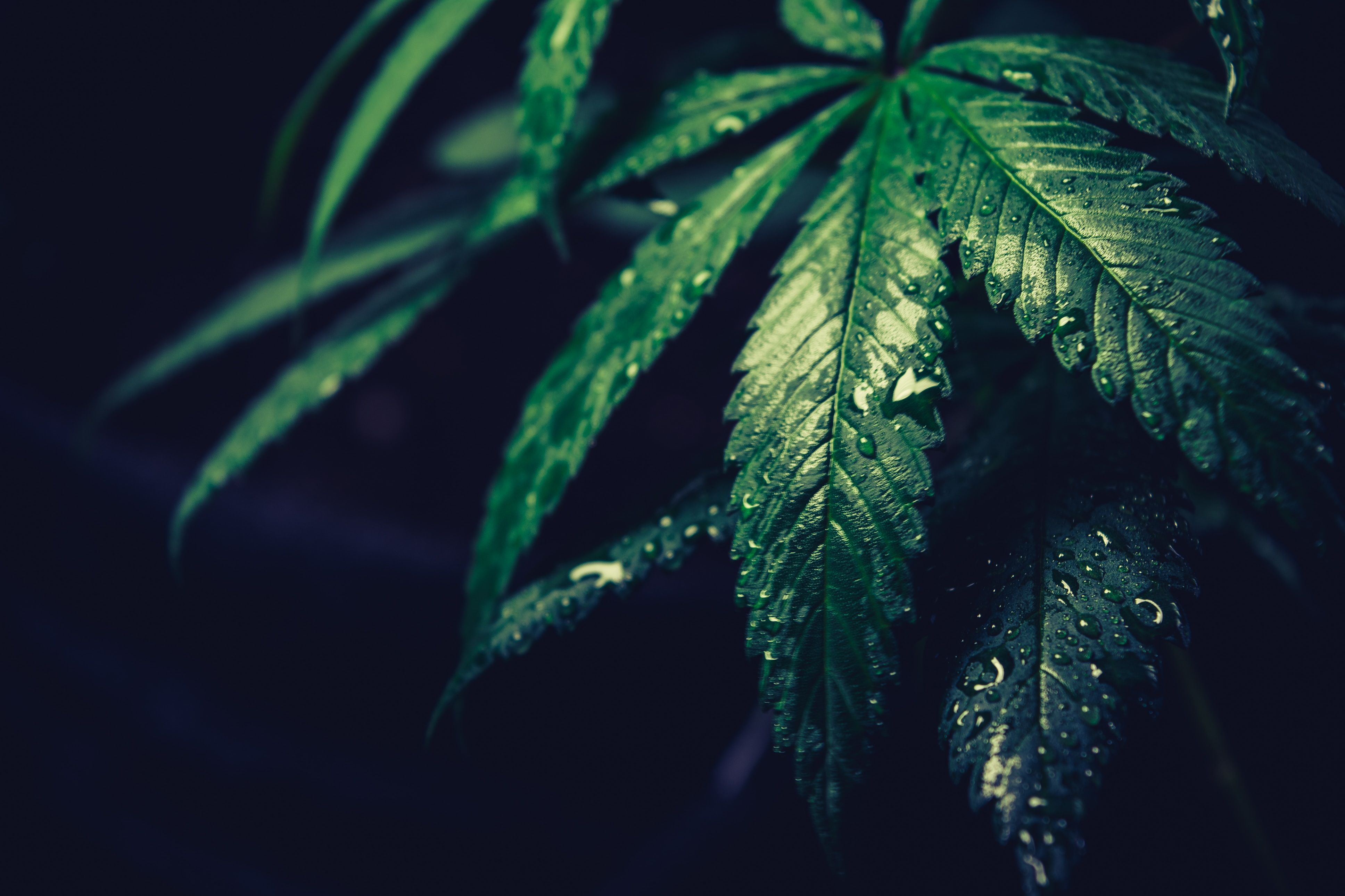 Marijuana Plant