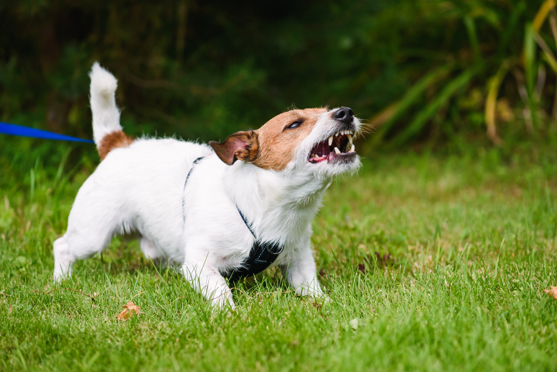 Istock 1048217784