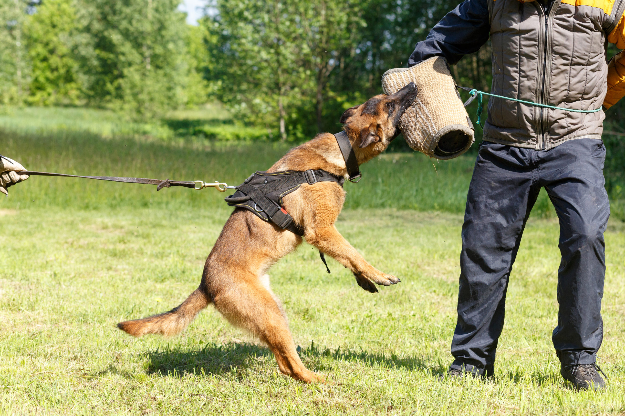 Dog bite prevention tips
