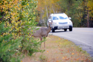 Deer on the edge of the road just before vehicle