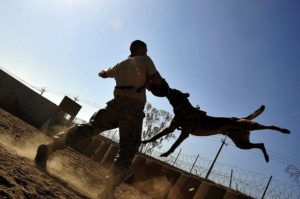 Our Top Tips To Avoid a Dog Bite