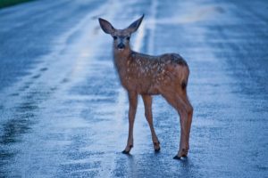 What’s Your Animal Collision Knowledge?